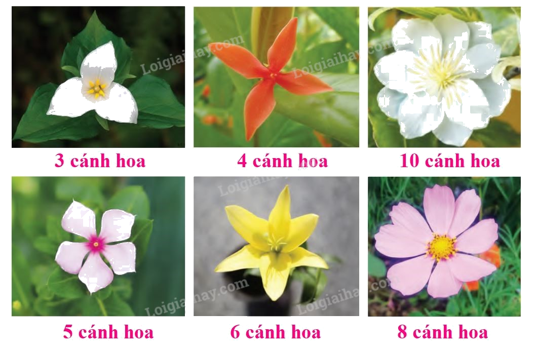 Toán lớp 1 trang 27 - Em ôn lại những gì đã học - SGK Cánh diều 8