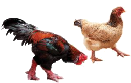 Toán lớp 3 trang 68 - Bảng chia 9 - SGK Chân trời sáng tạo 2 1