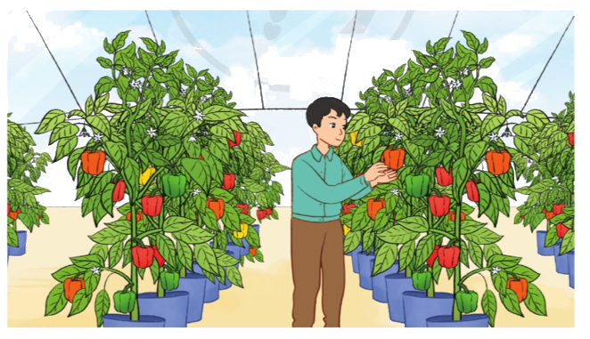 Toán lớp 3 trang 69 - Luyện tập - SGK Cánh diều 5 1