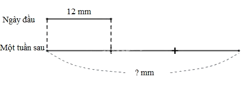 Toán lớp 3 trang 85 - Mi-li-mét - SGK Kết nối tri thức 6 1