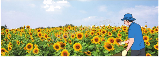 Toán lớp 5 Bài 39. Luyện tập chung - SGK cánh diều 5 1