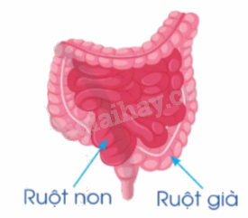 Toán lớp 5 Bài 83. Ôn tập về phân số và các phép tính với phân số - SGK cánh diều 4 1