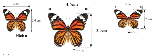 Trắc nghiệm Bài 37: Hình đồng dạng Toán 8 Kết nối tri thức 0 18